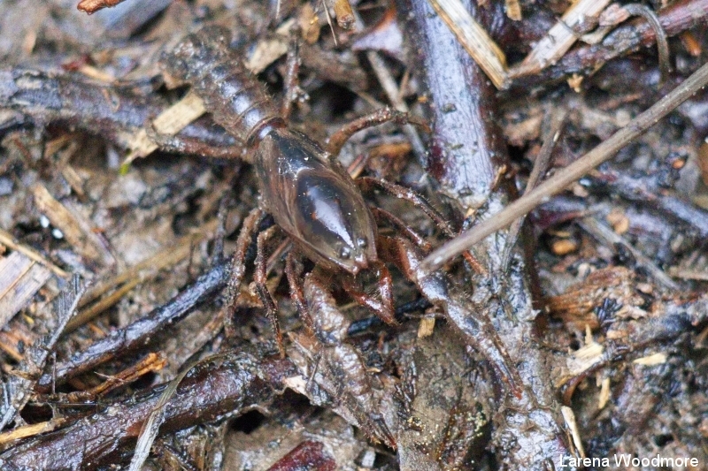 Engaeus tayatea