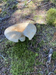 Lactifluus deceptivus