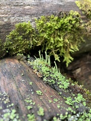 Cladonia chlorophaea