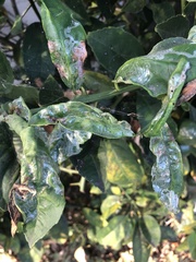 Phyllocnistis citrella