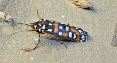 Cydosia aurivitta