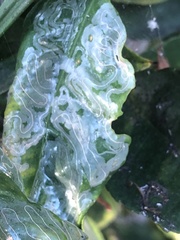 Phyllocnistis citrella