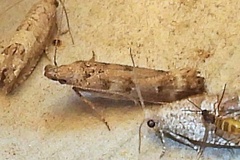 Dichomeris inversella