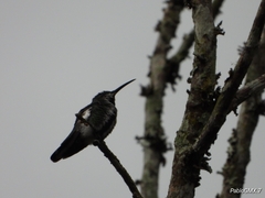 Anthracothorax prevostii