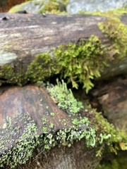 Cladonia chlorophaea