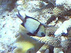 Dascyllus reticulatus