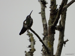 Anthracothorax prevostii