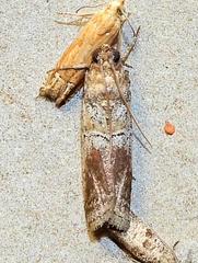 Chararica hystriculella