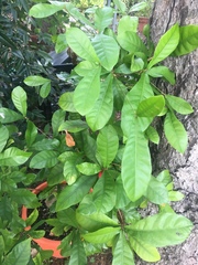 Synsepalum dulcificum