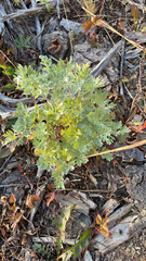 Artemisia absinthium