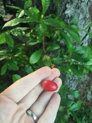 Synsepalum dulcificum