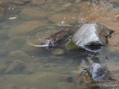 Lontra longicaudis