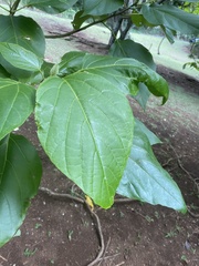 Cordia subcordata