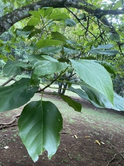 Cordia subcordata
