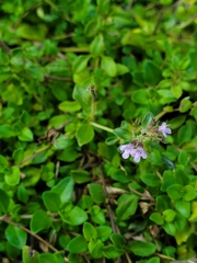 Thymus pulegioides