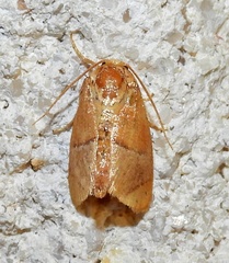 Apoda latomia
