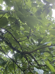 Cordia subcordata