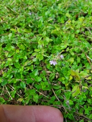 Thymus pulegioides