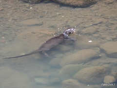 Lontra longicaudis