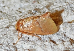 Apoda latomia