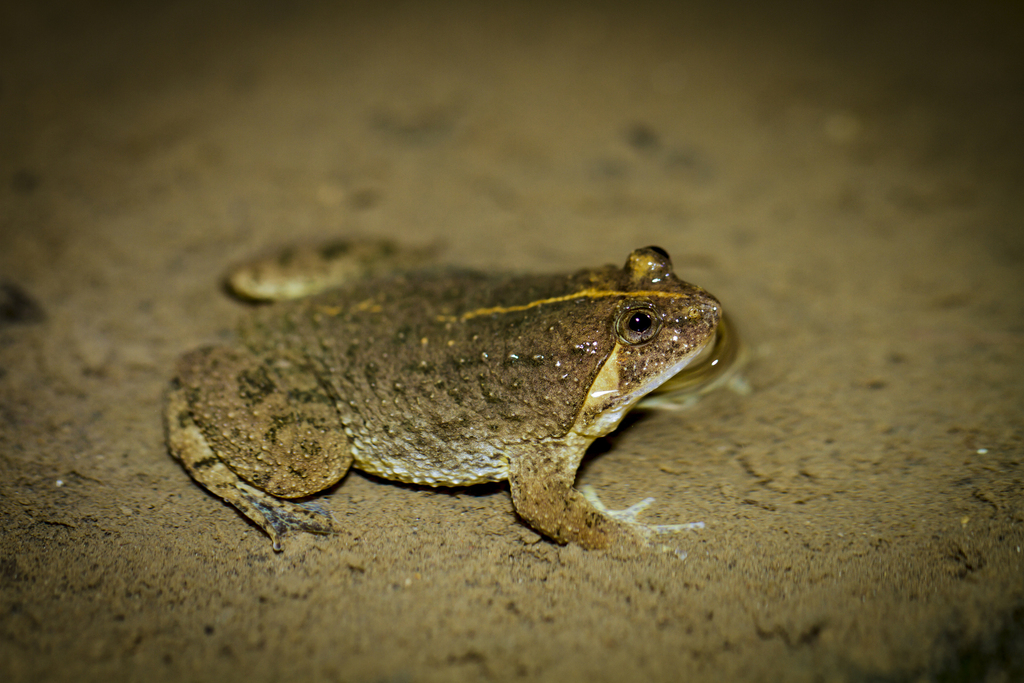 Sumatran Puddle Frog (Occidozyga sumatrana)