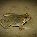 Sumatran Puddle Frog - Photo (c) normfarmerimages, some rights reserved (CC BY-NC), uploaded by normfarmerimages