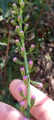 Liatris pilosa