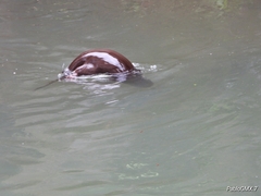 Lontra longicaudis
