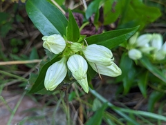 Gentiana alba