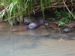 Lontra longicaudis