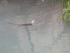 Lontra longicaudis