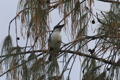 Todiramphus sordidus