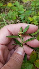 Crocanthemum canadense
