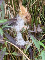 Asclepias incarnata