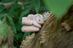Lentinellus