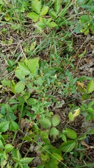 Crocanthemum canadense