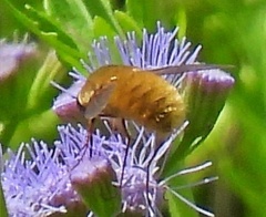 Bombyliini