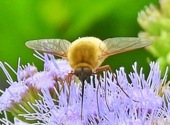 Bombyliini
