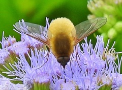 Bombyliini