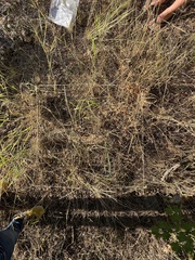 Melilotus officinalis