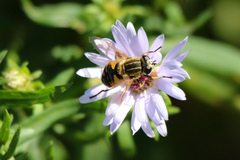 Helophilus lapponicus