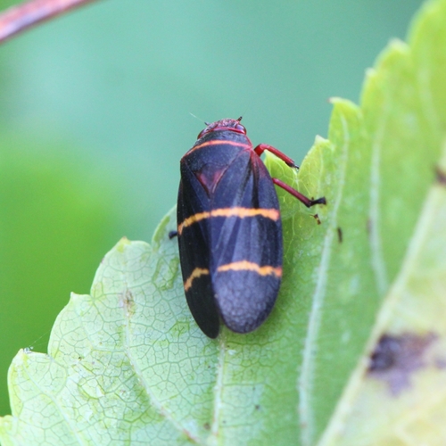 Two-lined spittlebug