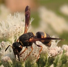 Euodynerus hidalgo boreoorientalis