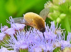 Bombyliini