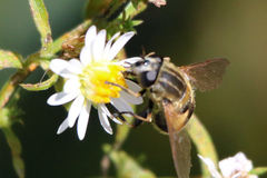 Helophilus lapponicus