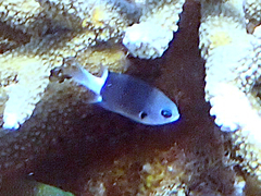 Pycnochromis margaritifer