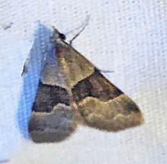 Hemeroplanis incusalis