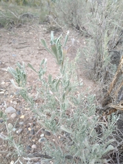 Artemisia tridentata