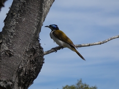 Entomyzon cyanotis