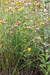 Heterotheca camporum